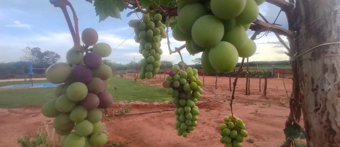 Cachos de uva cultivados em área irrigada da propriedade